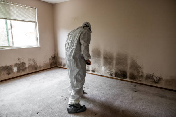 Best Mold Remediation for Healthcare Facilities  in Elma, WA